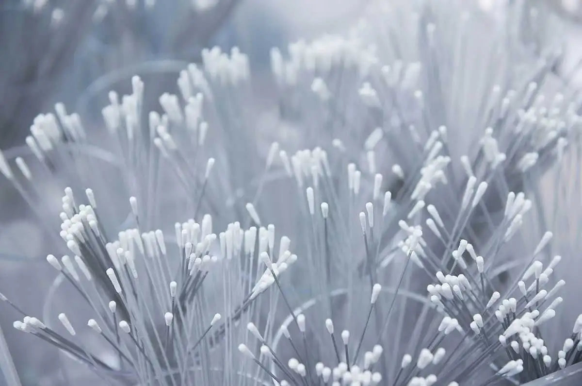 Close-up of a plant with thin, needle-like leaves
